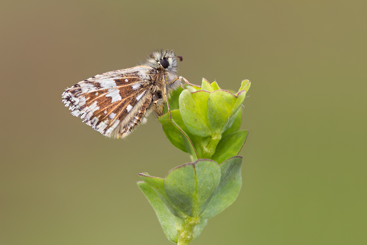 Grizzled Skipper 2